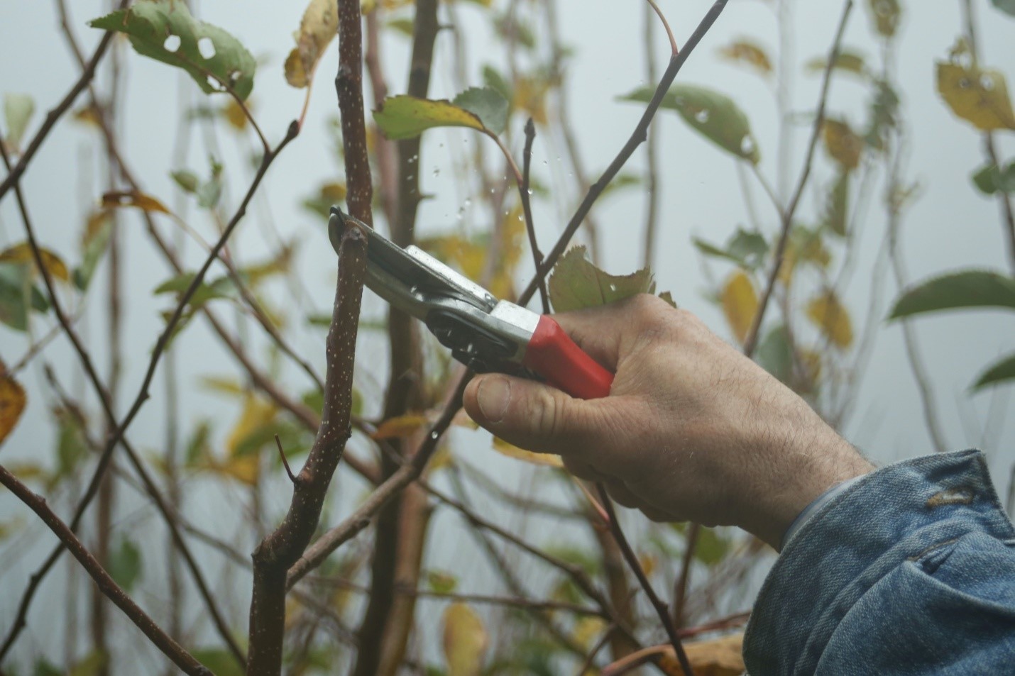 Person holding hand clippers for pruning