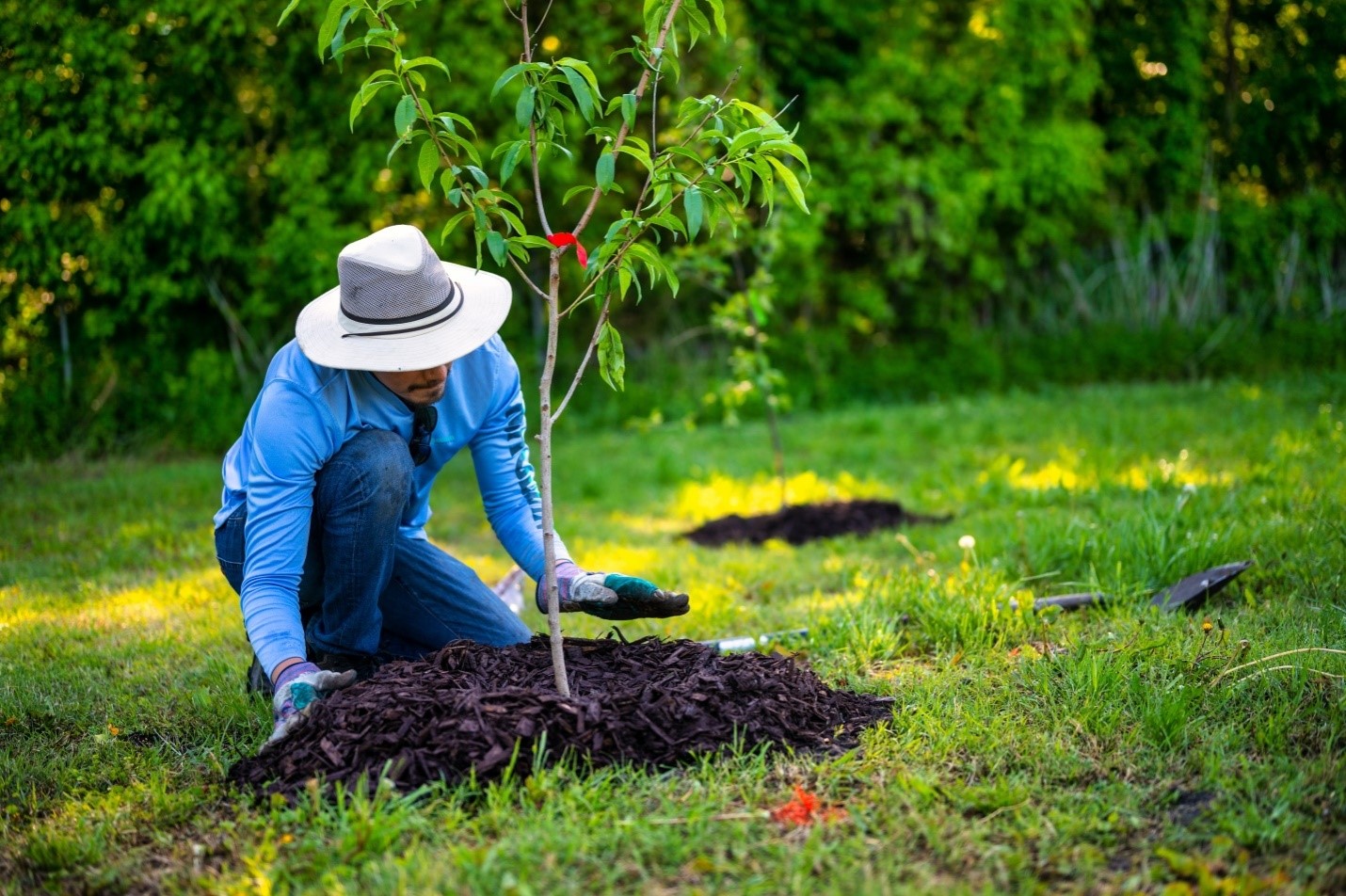 Expert arborist tree planting a tree