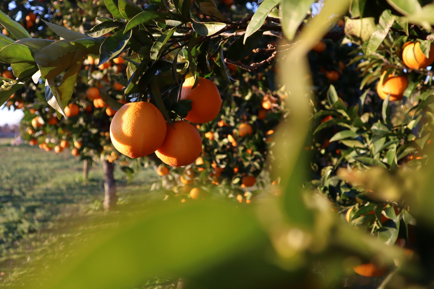 an orange tree