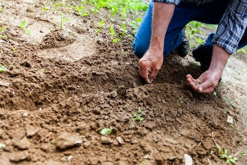 a person in blue pants and a shirt planting seeds in the soil while kneeling on the ground