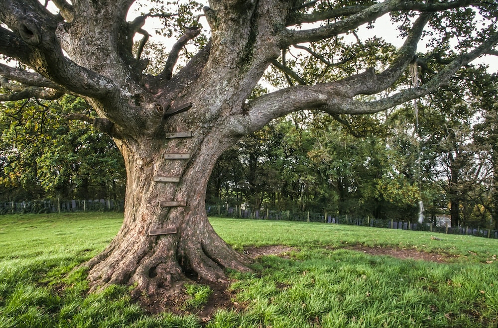 tree trunk flaring out above the ground