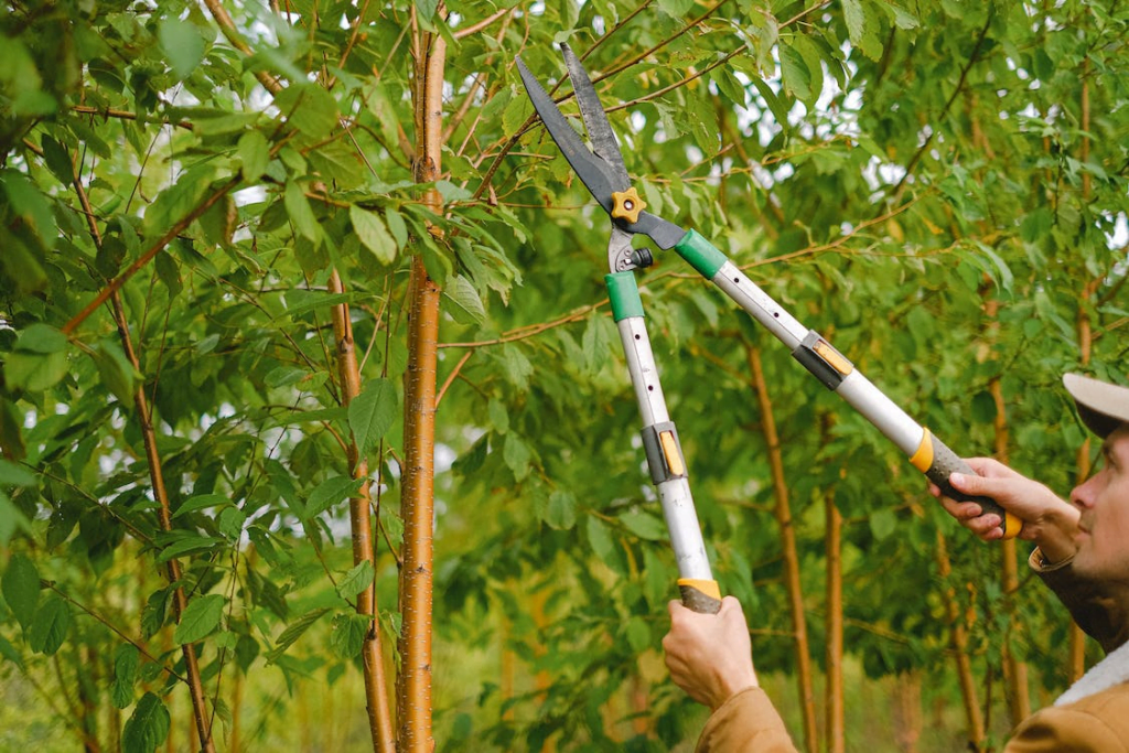tree-pruning- - Tree Pros AZ tree pruning in progress