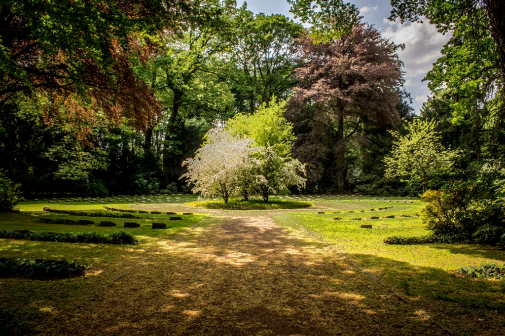  trees in the sunlight