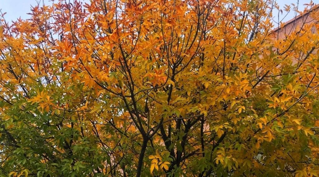 PROS Tree & Landscape Tree Trimming