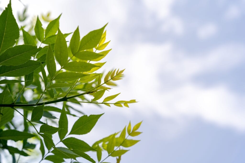 Branches of European ash tree with fresh green leaves under blue sky in forest. Bottom view.