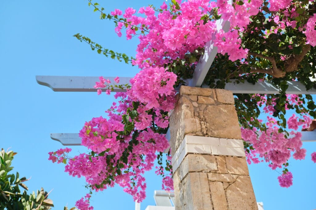 Flowering bush Pink Bougainvillea with pink flowers, background sky