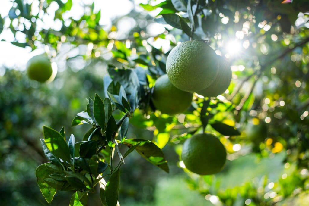 Green citrus tree under sunlight