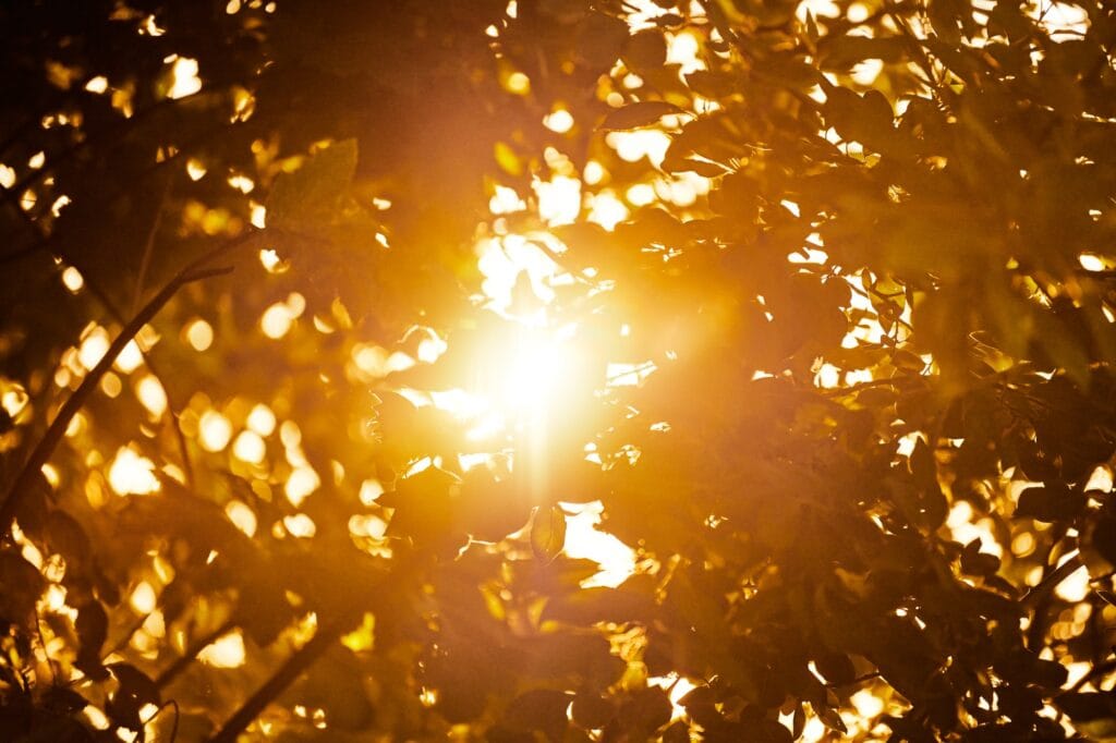 Warm yellow sunlight through tree foliage, beautiful sunshine streaming through tree leaves