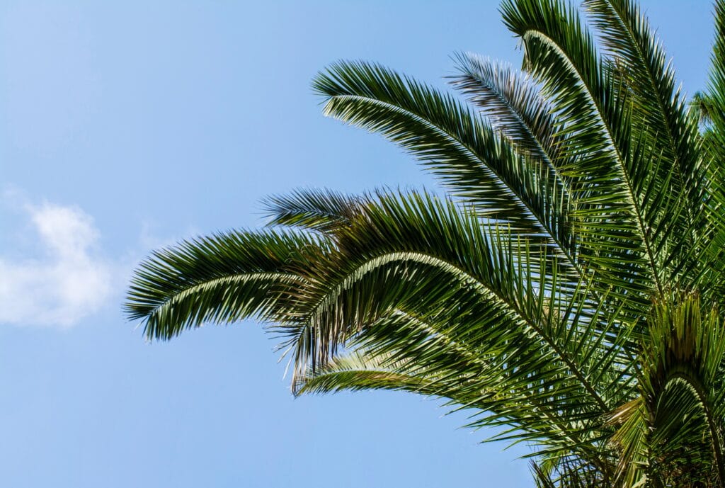 Palm Tree and blue sky