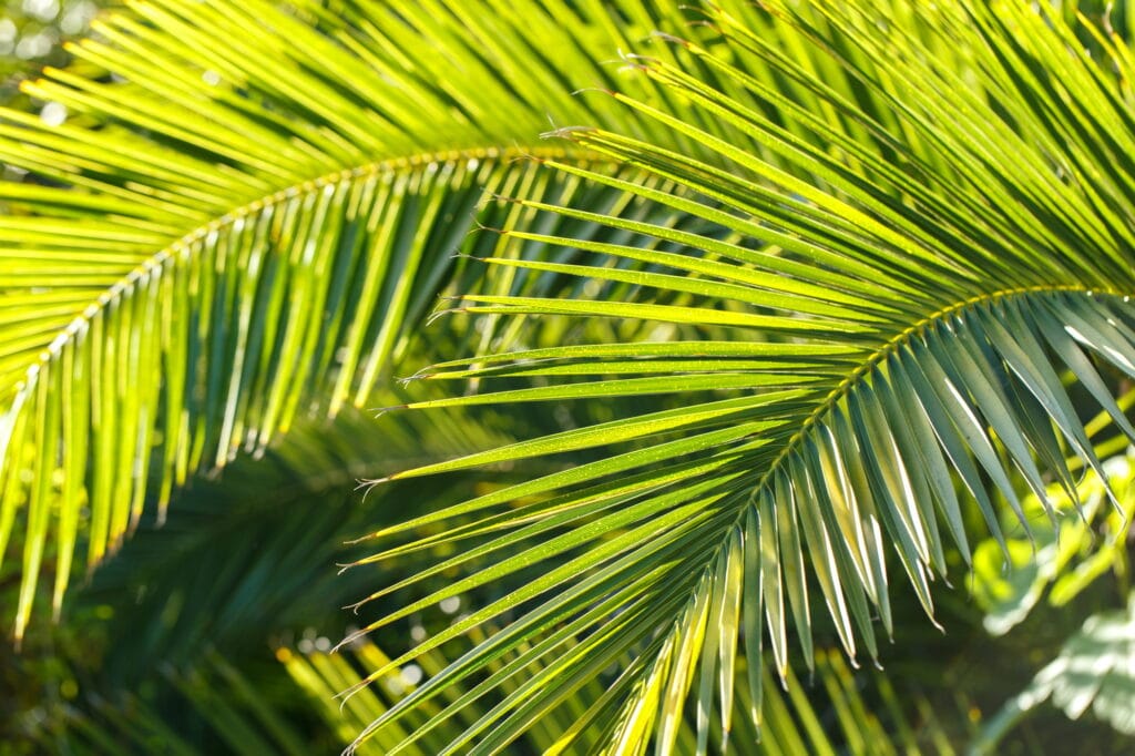 Tropical palm tree