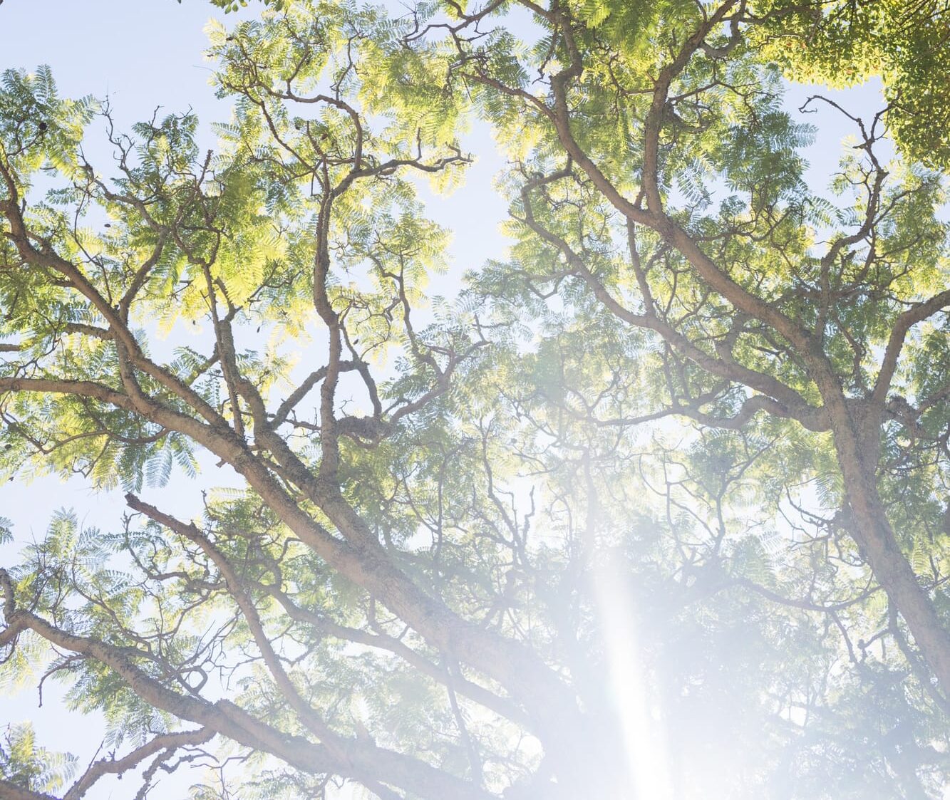 Bright sunlight passing through the trees - Tree Pros AZ Bright sunlight passing through the trees