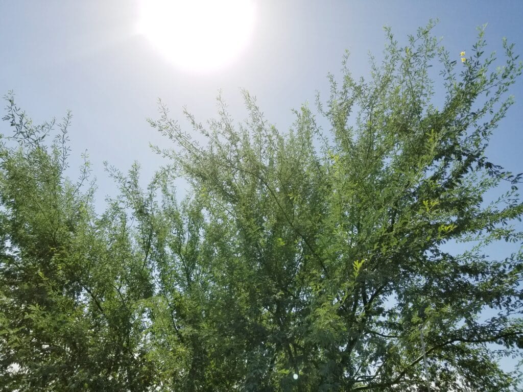 Sunshine! In the Desert! Palo Verde Tree!