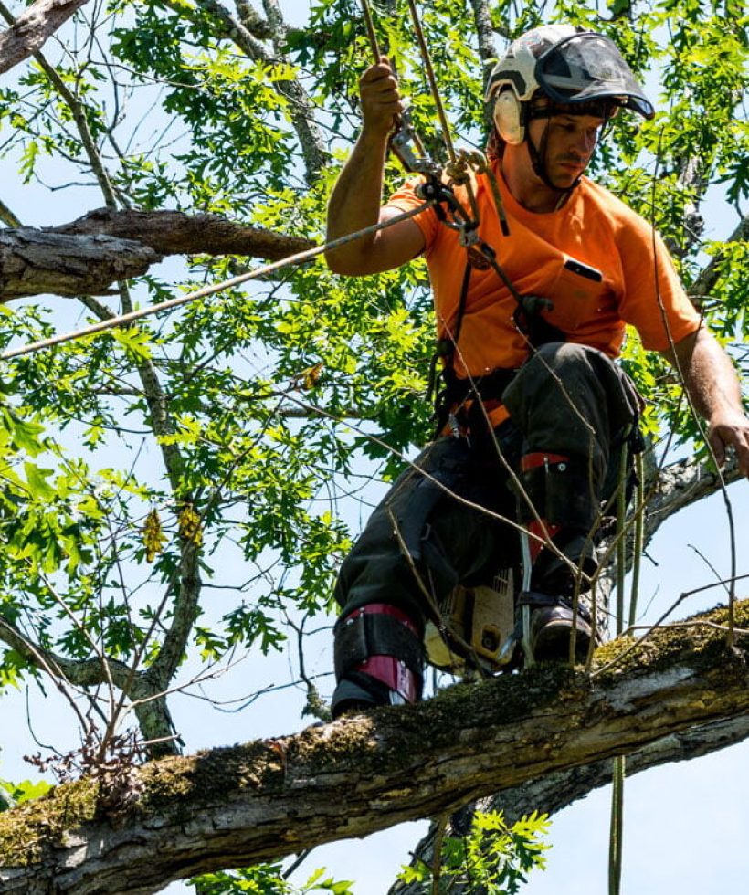 tree trimming scottsdale By Tree Pros tree trimming scottsdale
